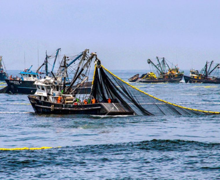 Piura: anchoveteros piden la declaratoria de emergencia del pesquero