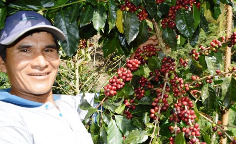 Piura: 16,000 familias se benefician con cultivo de café orgánico