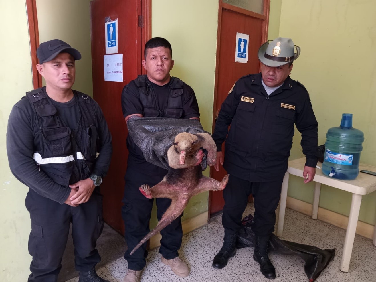 Rescatan a oso hormiguero con quemaduras en manos, patas y trompa