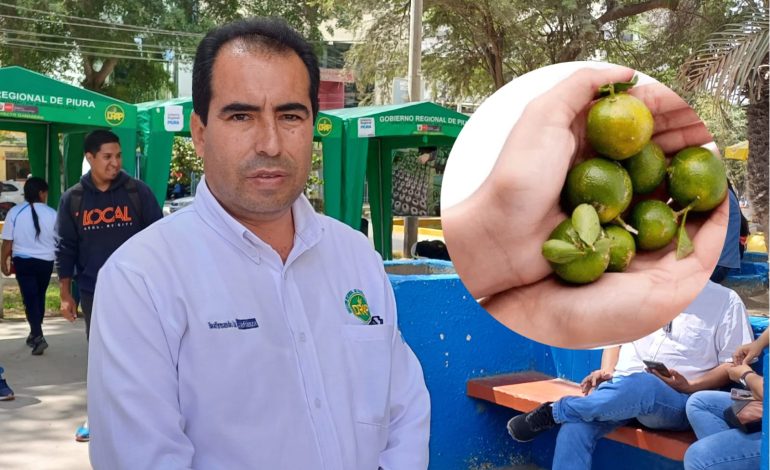 DRAP: «Estrés causado por el fenómeno Yaku ha debilitado las plantaciones de limón»