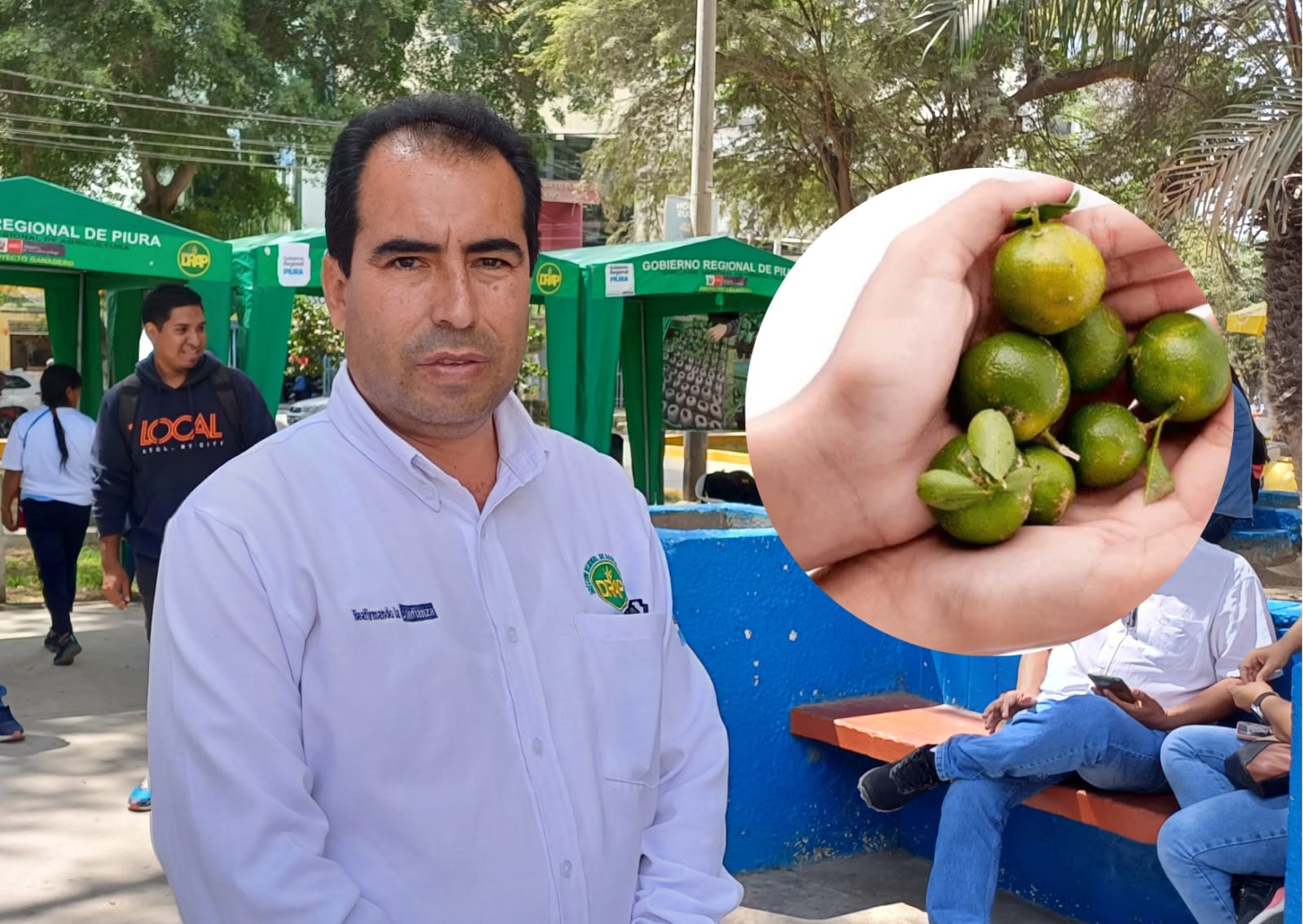 DRAP: “Estrés causado por el fenómeno Yaku ha debilitado las plantaciones de limón”