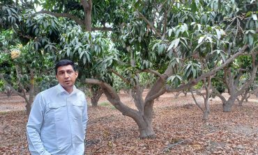 Piura: mano de obra en la cadena productiva de mango se reducirá en un 90%