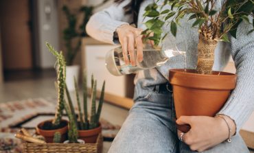 Primavera 2023: conoce los beneficios de tener plantas en casa