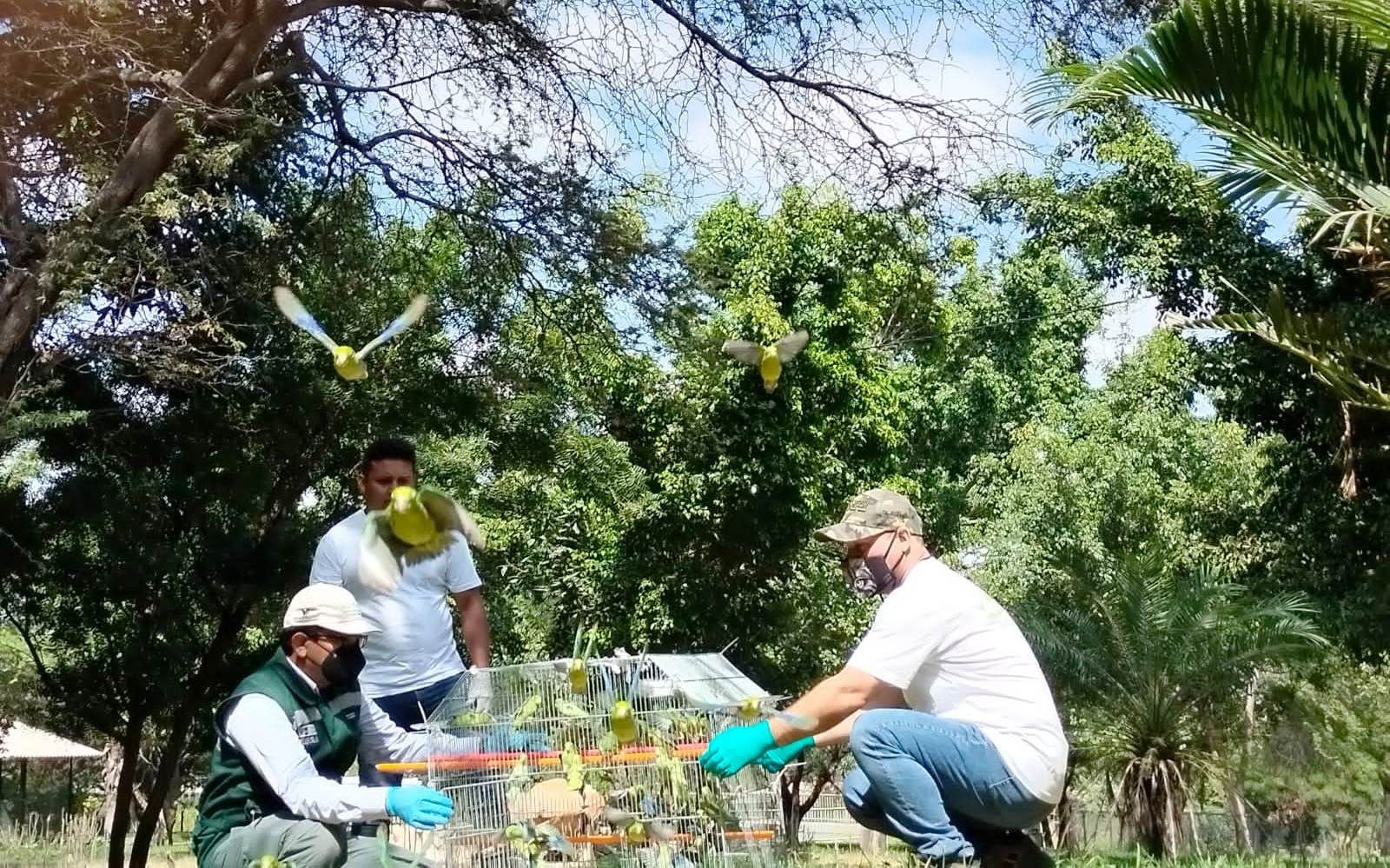 Piura: rescatan y liberan 101 pericos maltratados en cautiverio