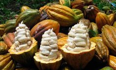Día del chocolate: Conoce los beneficios del cacao piurano