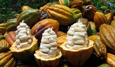 Día del chocolate: Conoce los beneficios del cacao piurano