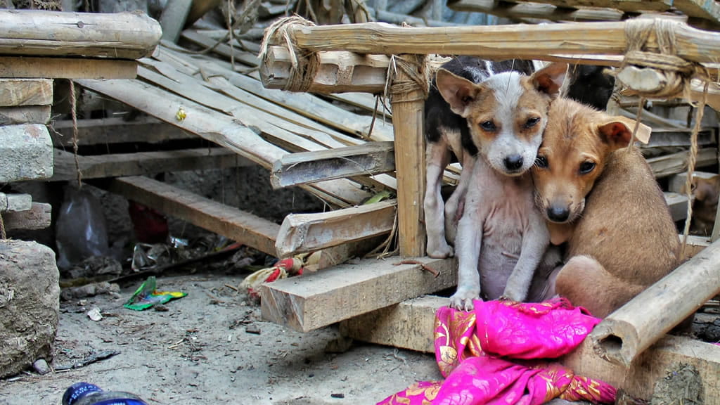 tres-cachorros-entre-basura-portada-fondo