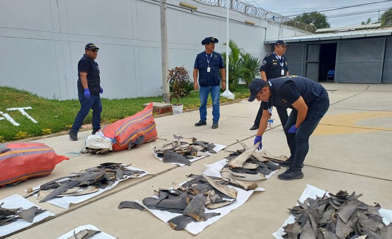 Piura: decomisan 146 kilos de aleta de tiburón