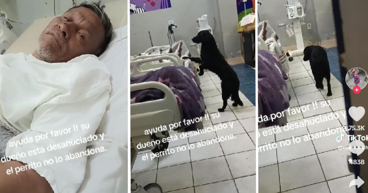 Adulto mayor desahuciado pide que adopten a su perrito: “Yo estaré muy agradecido”