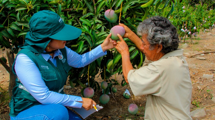 Agricultores de Piura estiman perder 600 millones de soles por baja producción