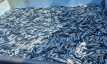 Piura: Pescadores piden autorización para la pesca exploratoria de anchoveta
