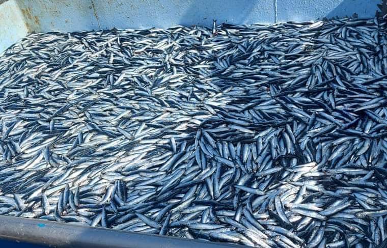 Piura: Pescadores piden autorización para la pesca exploratoria de anchoveta