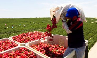 Piura: empleo formal en el sector agrario cae en un 40%