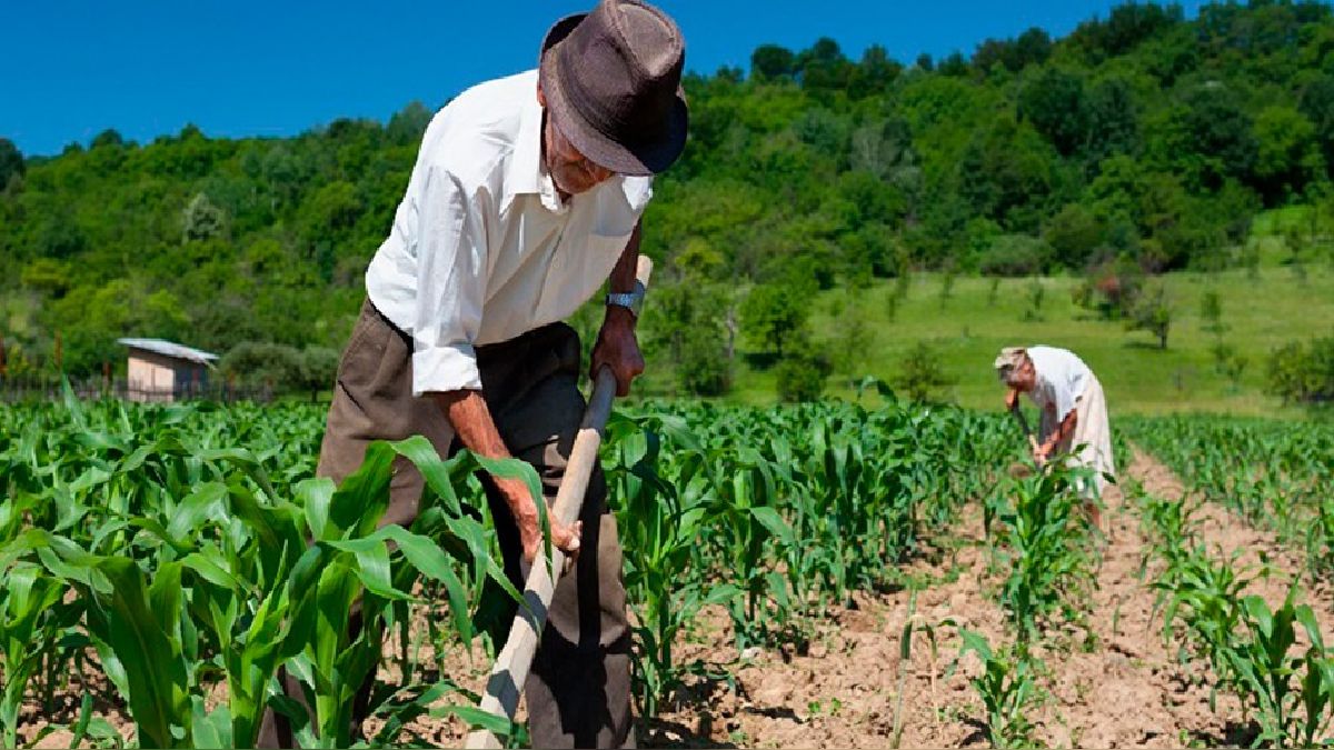 Sullana: Ofrecen tres mil puestos de trabajo en agricultura para ir a Israel