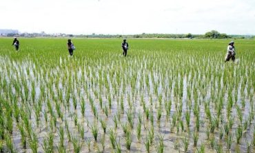 Piura: 10 mil hectáreas de arroz en peligro por falta de fertilizantes