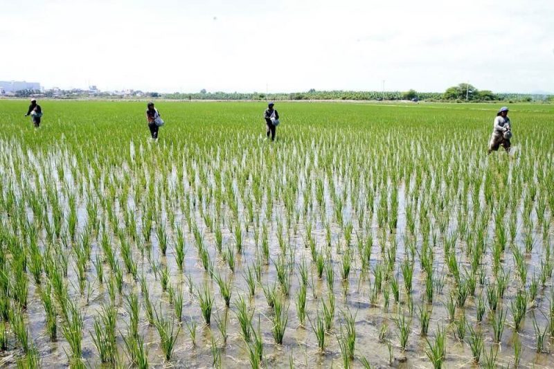 Piura: 10 mil hectáreas de arroz en peligro por falta de fertilizantes