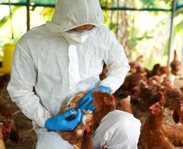 La Libertad: sacrifican más de 20 mil gallinas de granja por epidemia de grive aviar