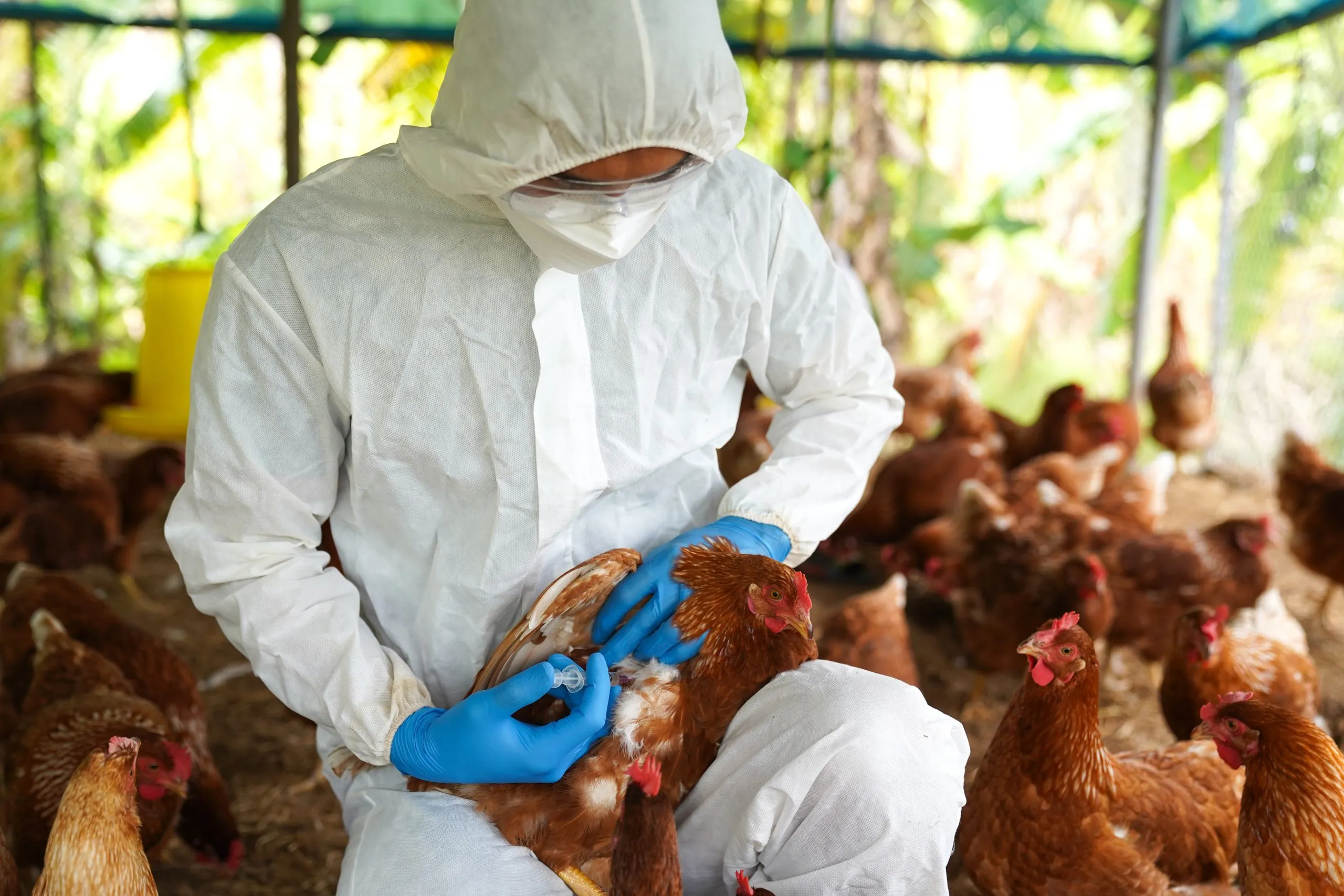 La Libertad: sacrifican más de 20 mil gallinas de granja por epidemia de grive aviar