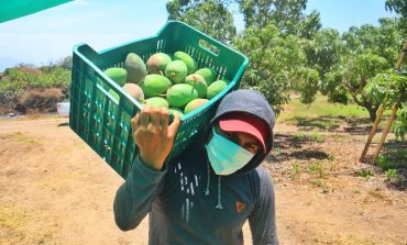 Piura exportará más de 300 toneladas de mango al extranjero