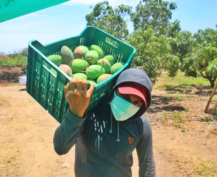 Piura exportará más de 300 toneladas de mango al extranjero