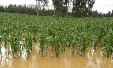 Bajo Piura: Más de 5000 hectáreas de cultivos en peligro por fisura en dique