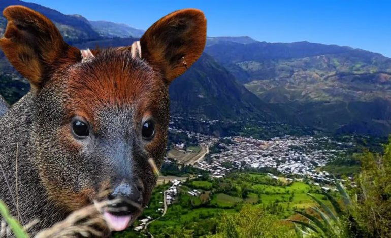 Piura: encuentran una nueva especie de ciervo en Huancabamba tras décadas de investigación