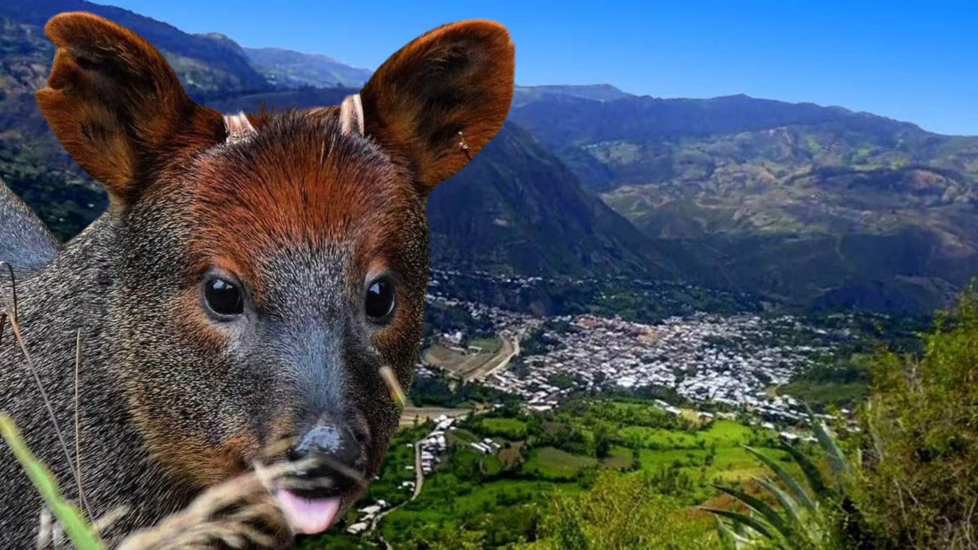Piura: encuentran una nueva especie de ciervo en Huancabamba tras décadas de investigación