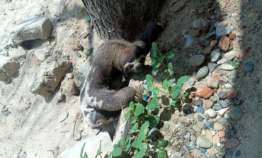 Piura: rescatan a oso perezoso que deambulaba en A.H. Las Dalias