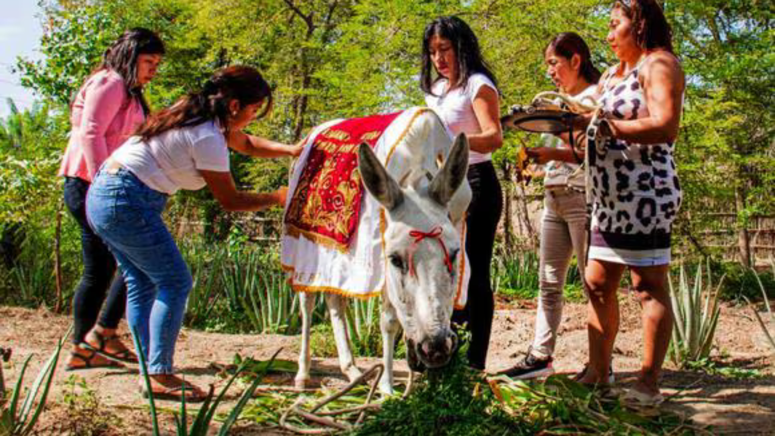 La tradicional ‘Burrita de Ramos’ de Catacaos: un símbolo de fe y resistencia en la Semana Santa