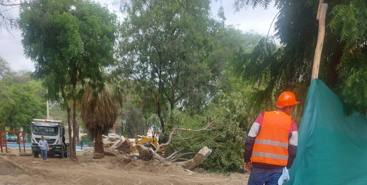 Piura: vecinos denuncian la muerte de ardillas tras inicio de obra en Santa Ana