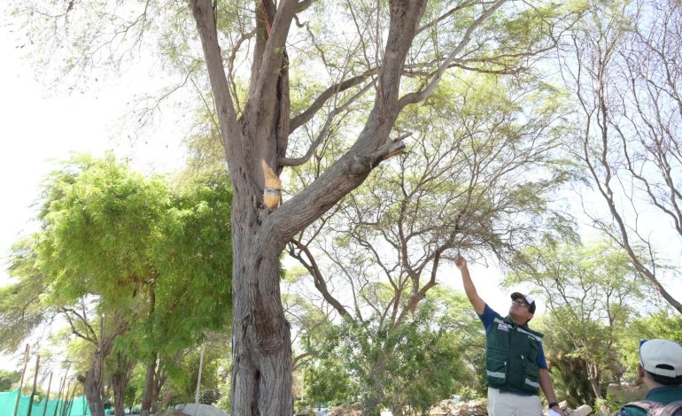Piura: Serfor inspecciona trabajos en parque Néstor Martos ante denuncia de vecinos