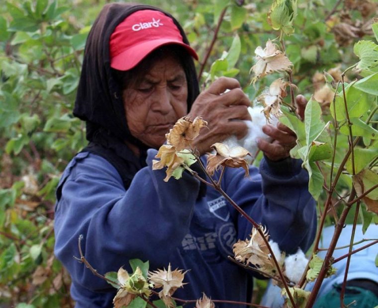 Piura: Gamarra financiará 500 hectáreas de algodón a agricultores del Bajo Piura