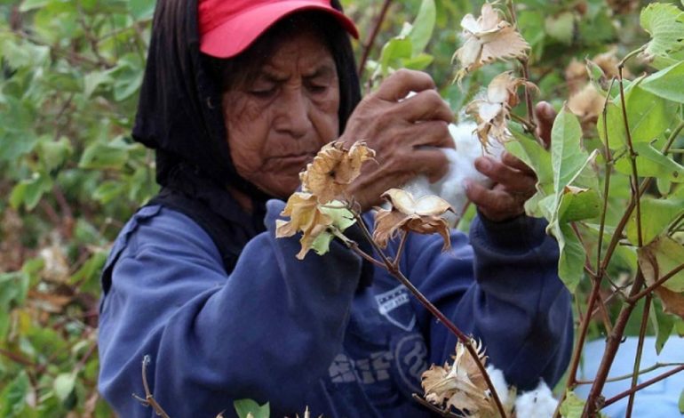 Piura: Gamarra financiará 500 hectáreas de algodón a agricultores del Bajo Piura