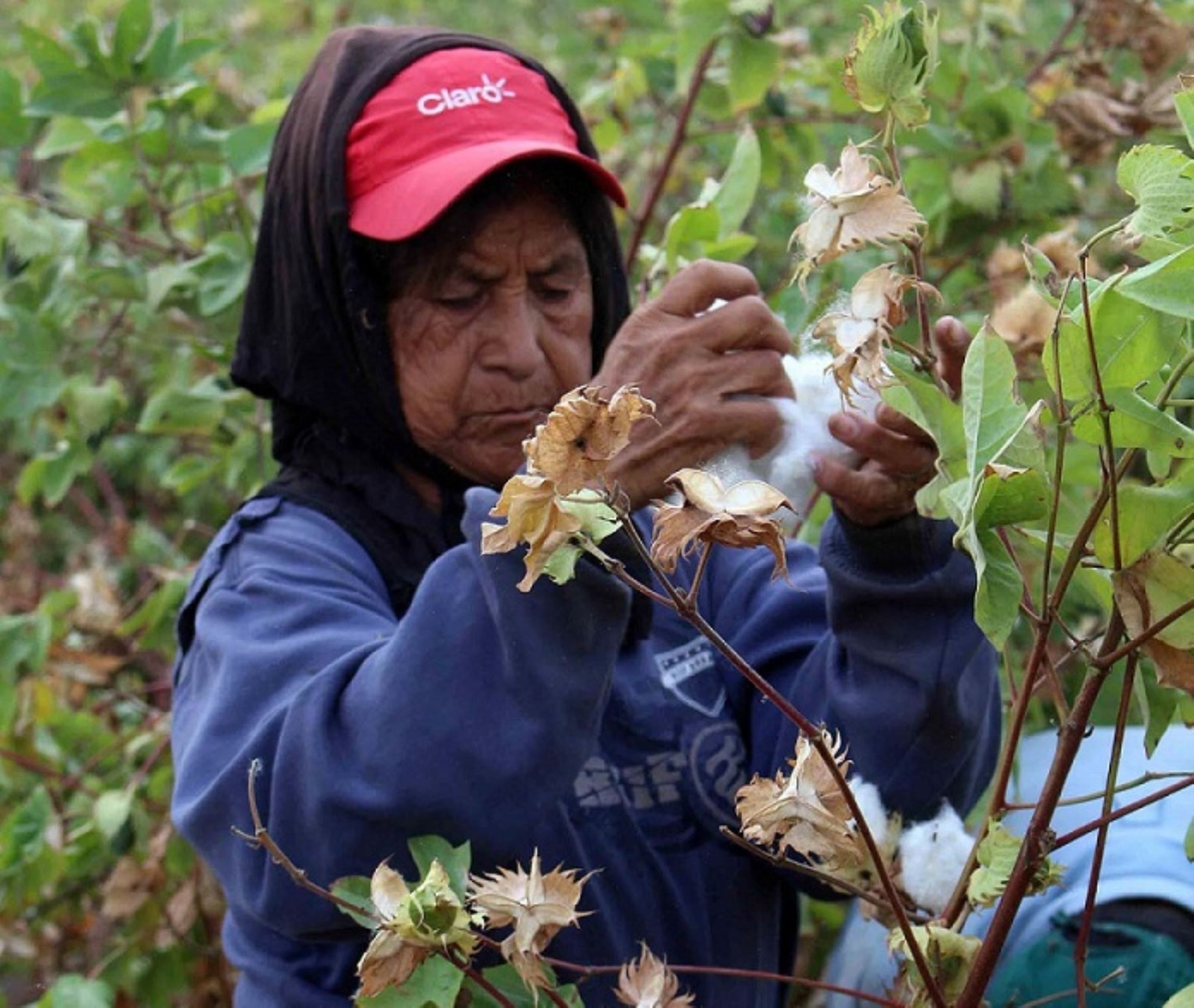 Piura: Gamarra financiará 500 hectáreas de algodón a agricultores del Bajo Piura