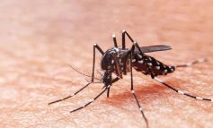 Aumentan a 25 los fallecidos por dengue en Piura