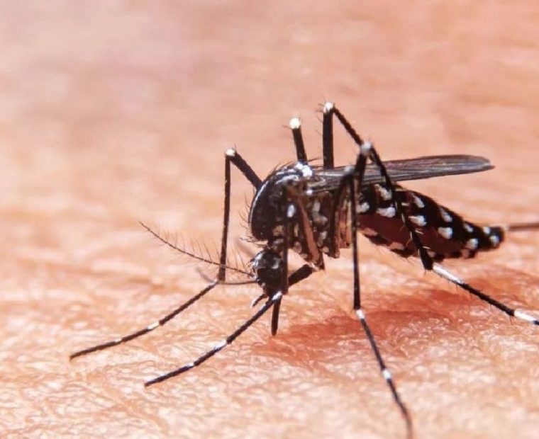 Aumentan a 25 los fallecidos por dengue en Piura