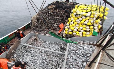 Se descargaron 150.000 toneladas de anchoveta en primeros tres días de iniciada la temporada
