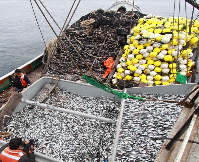 Se descargaron 150.000 toneladas de anchoveta en primeros tres días de iniciada la temporada