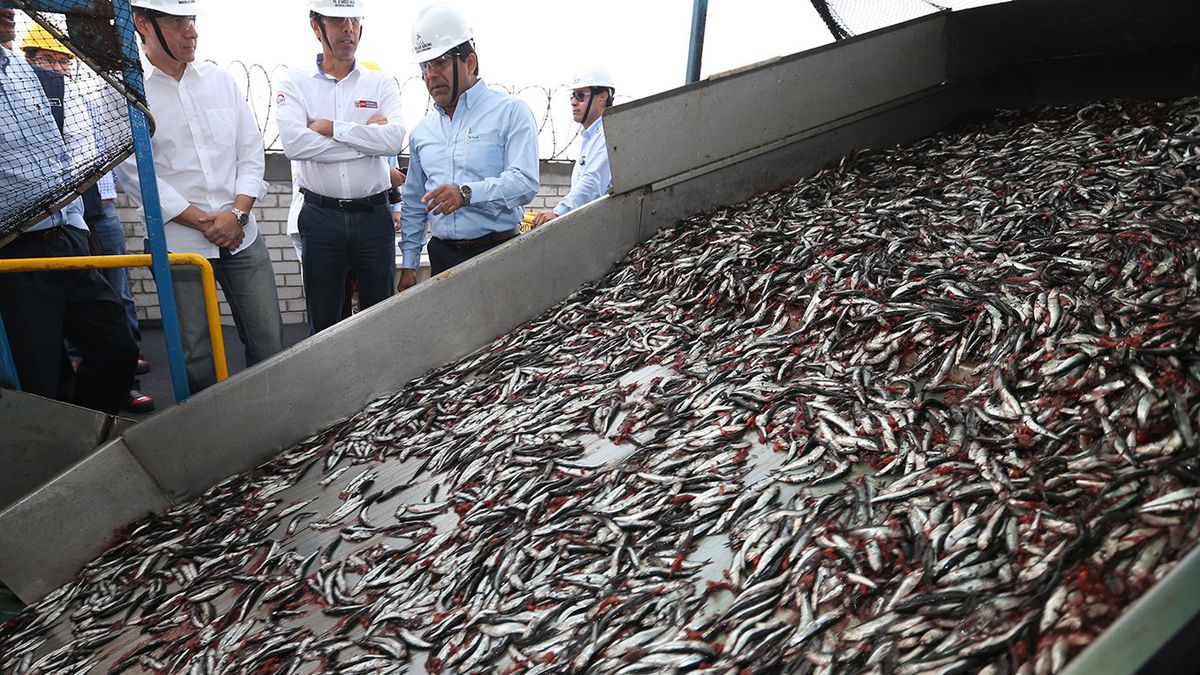 Produce: Autorizan la temporada de pesca de anchoveta por más de 2 millones de toneladas