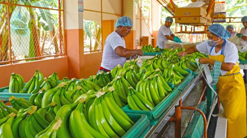 Piura: Se espera la recuperación total de las exportaciones para el segundo semestre del año