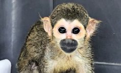 Piura: Serfor rescata a un mono ardilla que era tratado como mascota en una vivienda