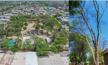 Piura: comuna descarta tala de árboles en obra del parque Néstor Martos