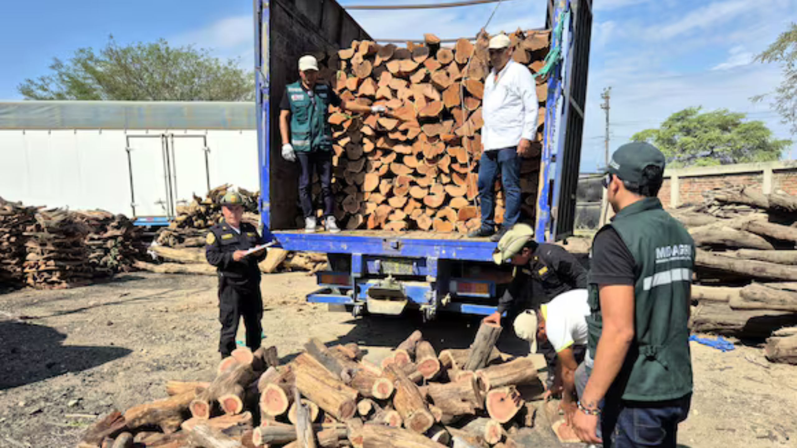 Piura: Serfor decomisa más de mil unidades de leña de algarrobo en operativo