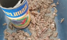 Piura: Detectan larva en conserva de anchoveta de Qali Warma