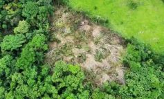 Efectos de la Ley Antiforestal: destruyen bosques en área natural protegida en San Martín