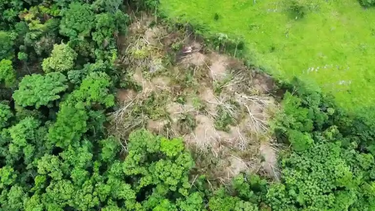 Efectos de la Ley Antiforestal: destruyen bosques en área natural protegida en San Martín