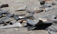 Policía y Sunat incautan más de 3 mil aletas de tiburón que llevaban como ‘equipaje’ de Piura a Lima