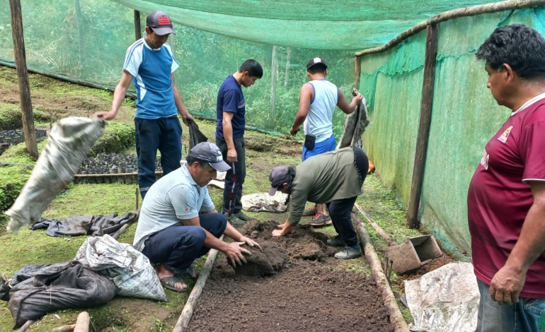 Proyecto de reforestación del GORE Piura genera 2600 jornales en Pusmalca