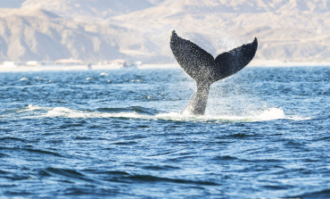 Piura: impulsan avistamiento de ballenas para ayudar a reactivar el turismo en la región