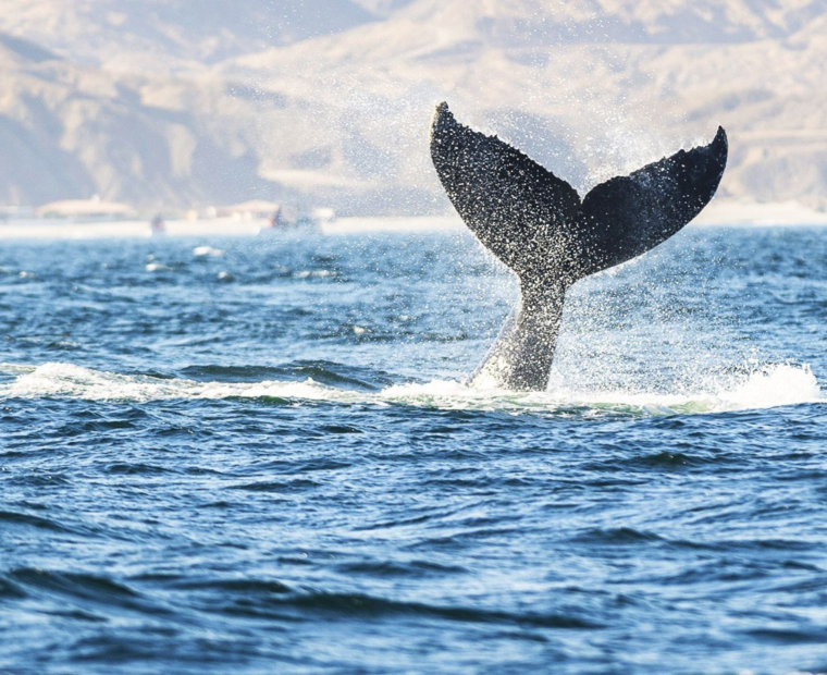 Piura: impulsan avistamiento de ballenas para ayudar a reactivar el turismo en la región